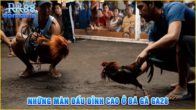 Những màn đấu đỉnh cao ở đá gà GA28