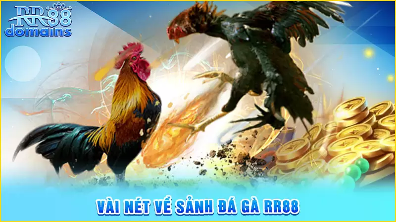 Sảnh đá gà RR88 cực hấp dẫn