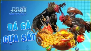 đá-gà-cựa-sắt