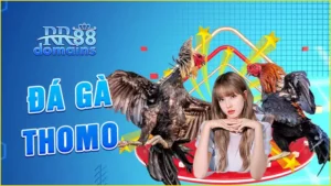 đá-gà-thomo